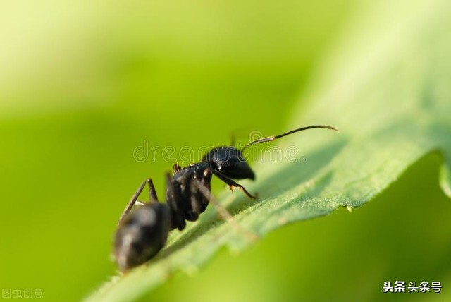 蚂蚁的屁股是酸的,关于蚂蚁你不知道的20件事