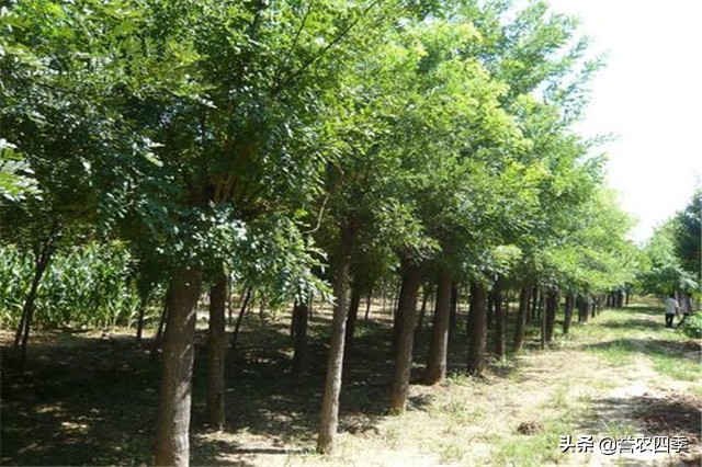 丛生白蜡栽植技术,兰州小叶白蜡种植