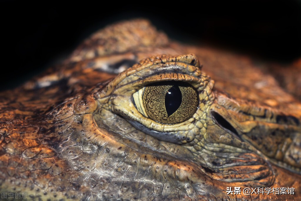 鳄鱼袭人，印尼村民愤怒*杀屠**300头，为什么说鳄鱼比鲨鱼还要凶残