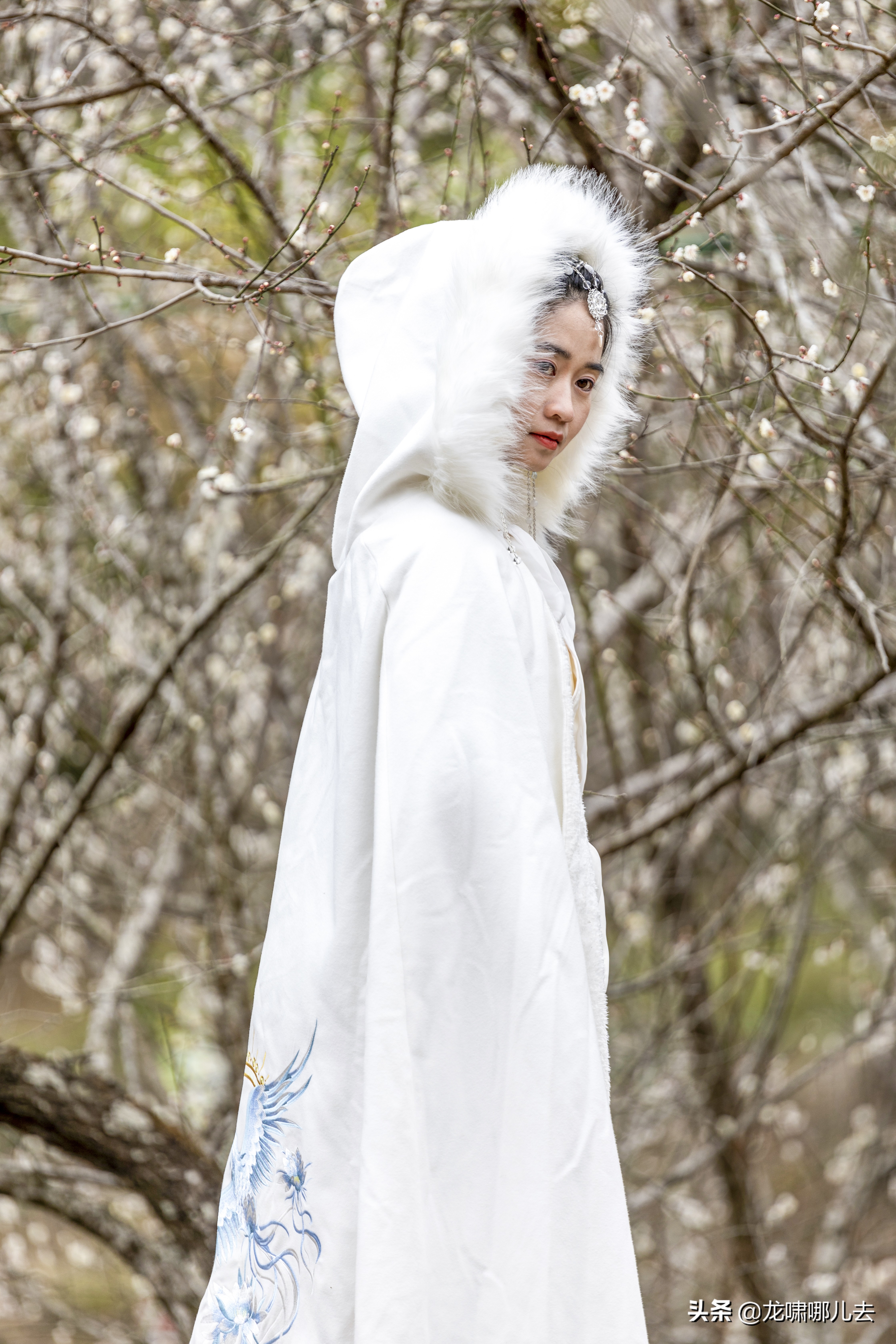 梁化梅园梅花观赏最佳时间,惠州梁化梅园看梅花时间