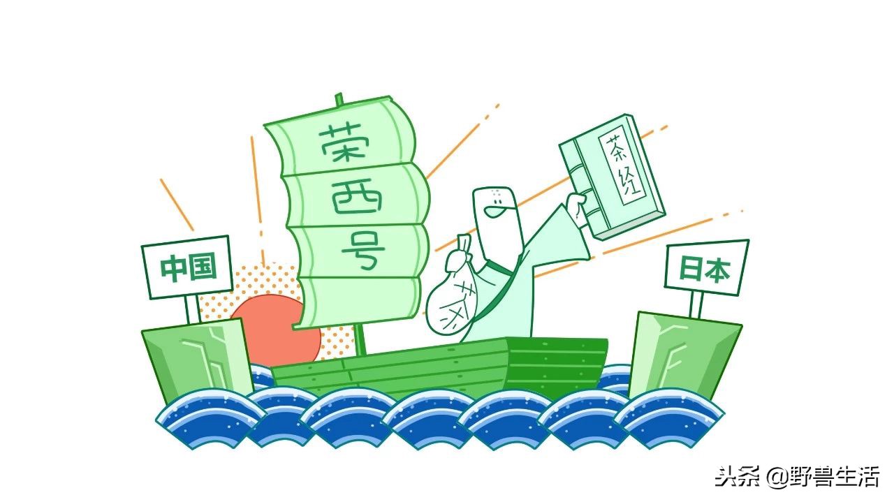 养胃抗衰老刮油的茶,喝这个茶竟能抗衰老