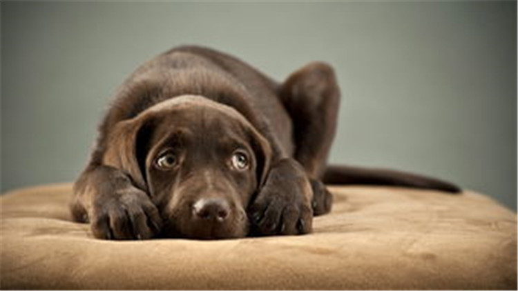 狗狗配种的4个正确方法，不错过最佳时间