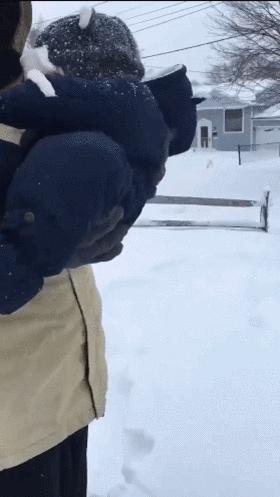 搞笑动图gif熊猫,搞笑动图gif图片哪里下载