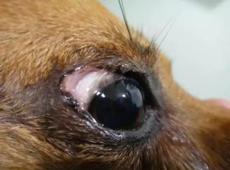 狗狗有眼屎是有疾病吗,狗狗有一只眼睛有脓眼屎什么原因