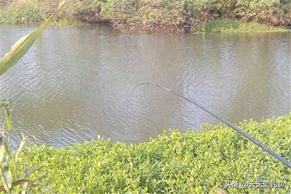 长期留鱼聚鱼的打窝方法,秋冬钓鱼怎么打窝来鱼多