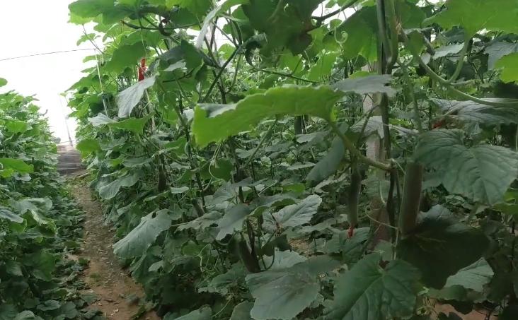 肥料不腐熟，叶片枯萎发黄，难道只能拔掉吗？教你一个补救措施