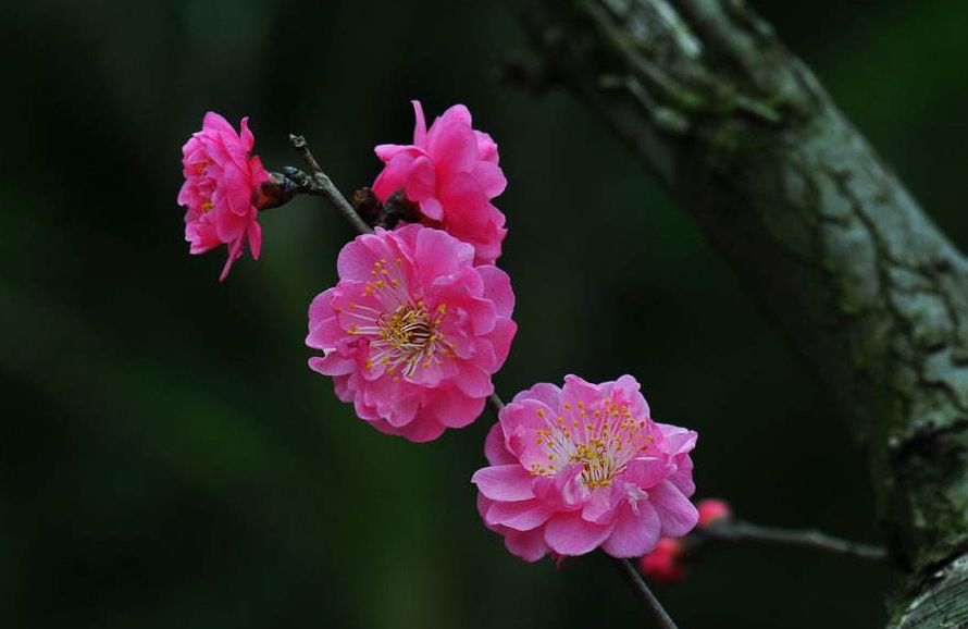 古诗红梅赞,赞美红梅傲雪凌霜气质的诗句
