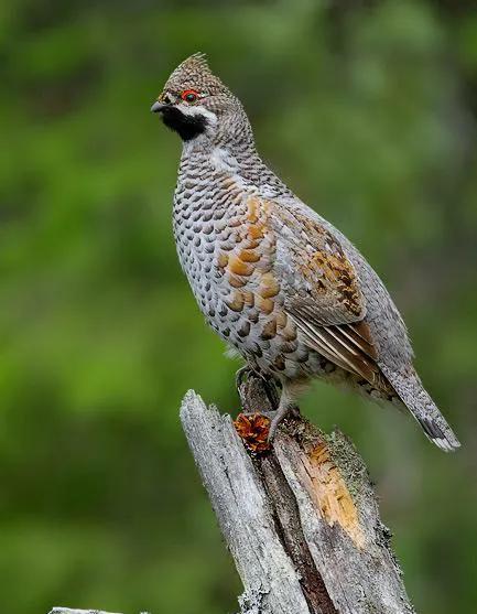 你认识吗丁啉,你认识吗