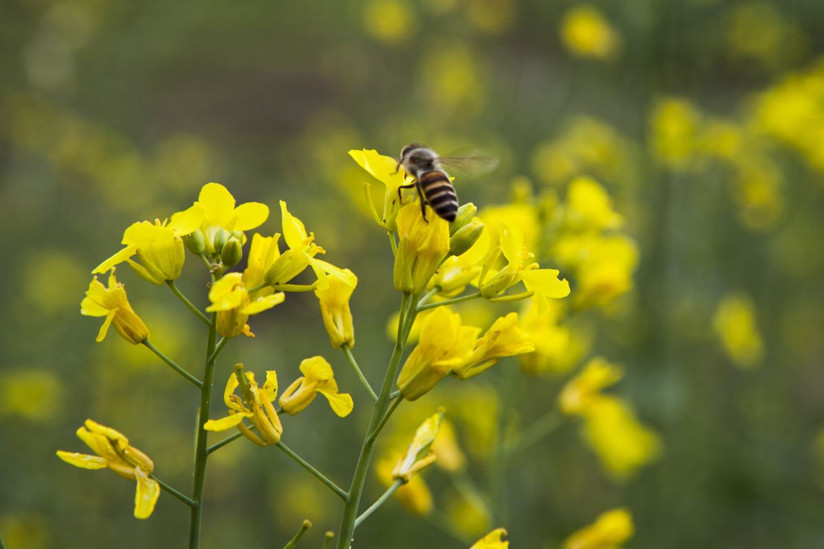 金牛座的3大特点，你不要惊讶，一层层为你剥开金牛座！