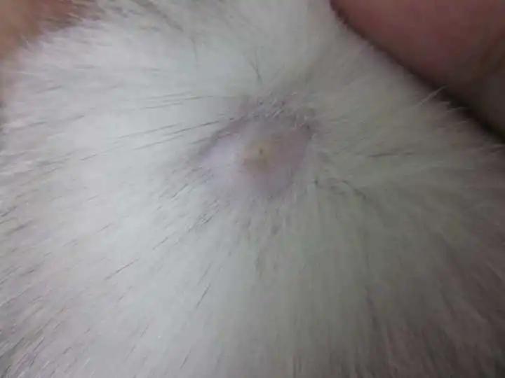 女孩儿养猫十天变秃头,养猫怎么防止得猫癣