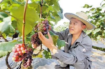 葡萄采收的最佳时间,葡萄成熟方法
