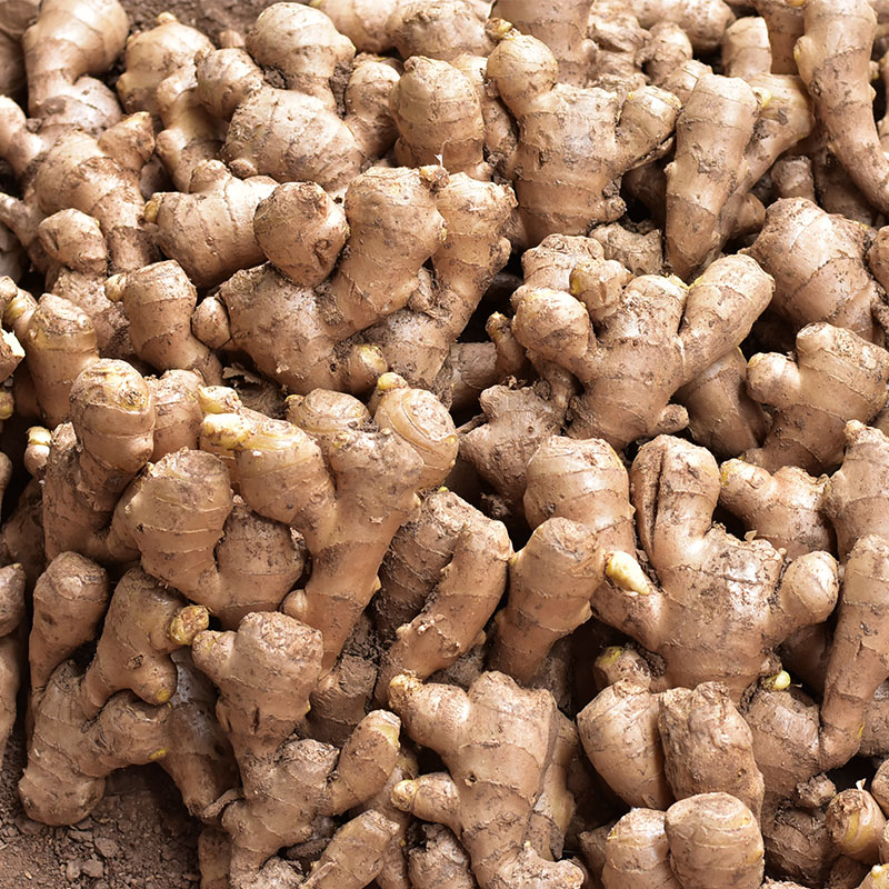 上蔡县生姜种植技术,抚宁生姜种植技术