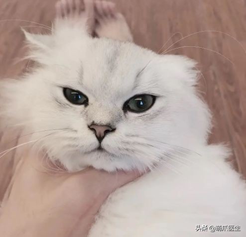 哪个品牌的猫粮把猫吃死了,go猫粮出事后怎么办