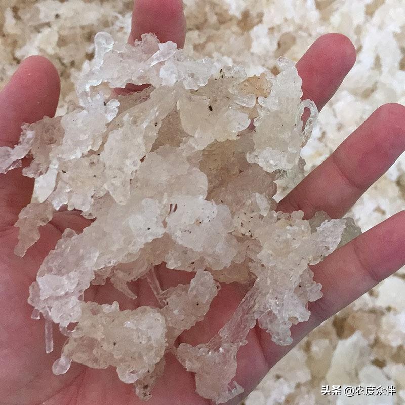 雪燕是什么做的,雪燕的最佳做法