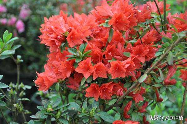 南方植物杜鹃,最容易养的植物杜鹃