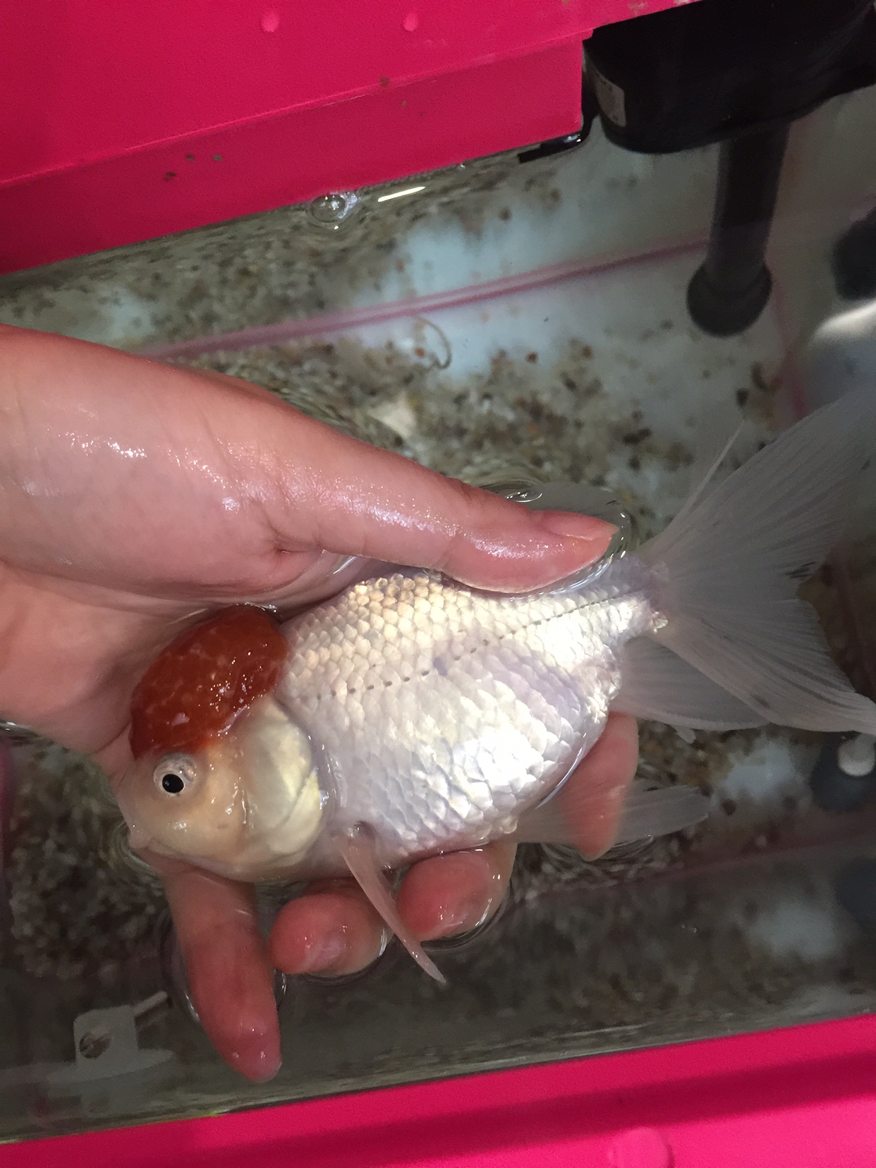 庆大霉素能治观赏鱼痘疮吗,观赏鱼痘疮病是什么症状