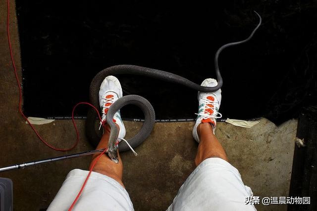 被黑曼巴咬伤真实案件,假如被黑曼巴蛇咬了该咋办