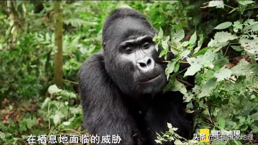 是什么激励着国家地理女探险家们改变世界的?