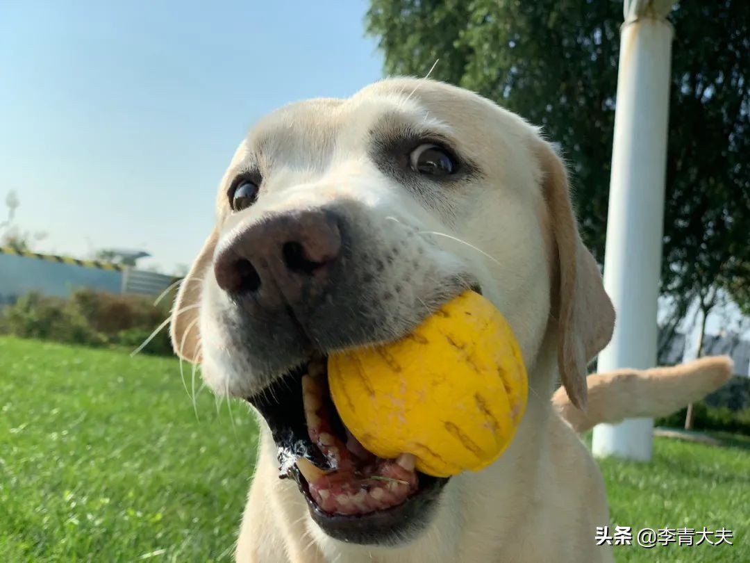 麦扣的家庭,麦扣的质感好物