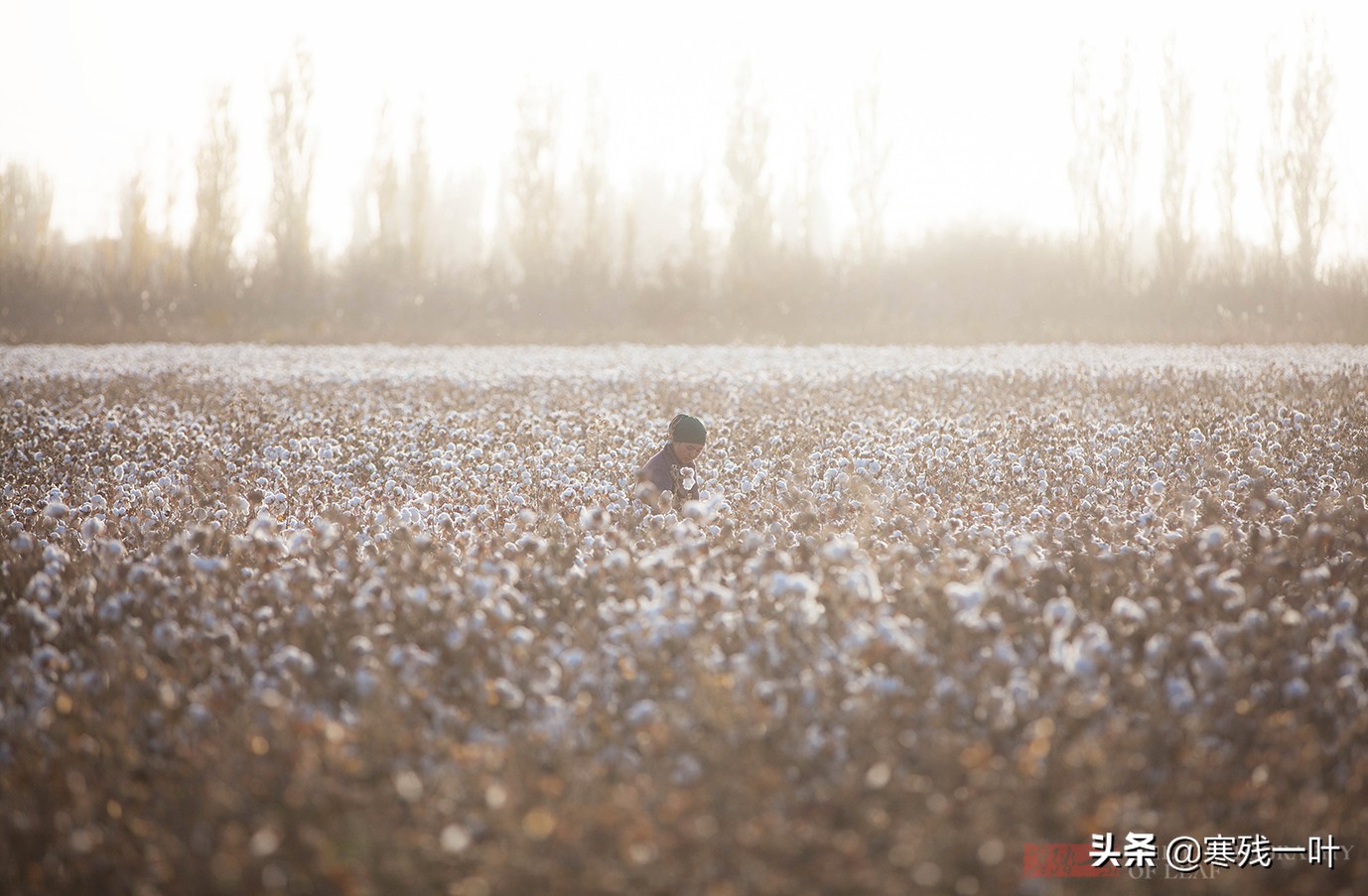 新疆采棉花工一个月挣多少钱,在新疆采棉花一天能赚多少钱