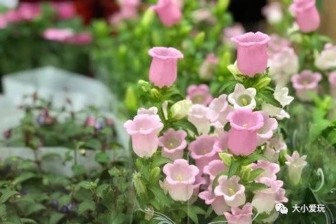 可以逛的花卉市场,值得去看的花卉市场