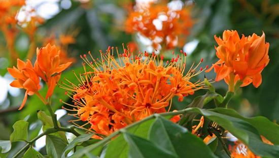 无忧花苗多少钱一棵,无忧花最新价格