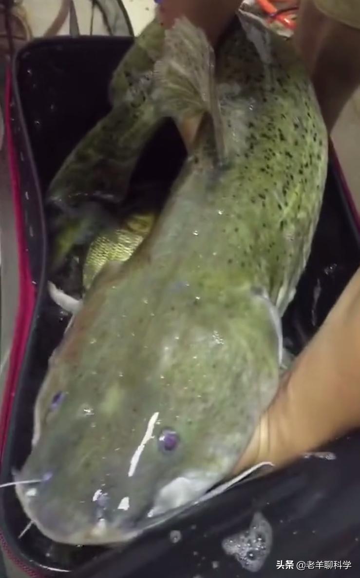 三男子猎捕芝麻剑被刑拘,3男子猎捕芝麻剑被刑拘