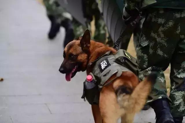 上海小警犬执勤时打盹,警犬累到打盹也站着