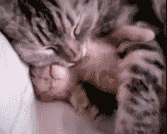 猫为什么会做梦,猫咪也会做梦吗都梦到了啥