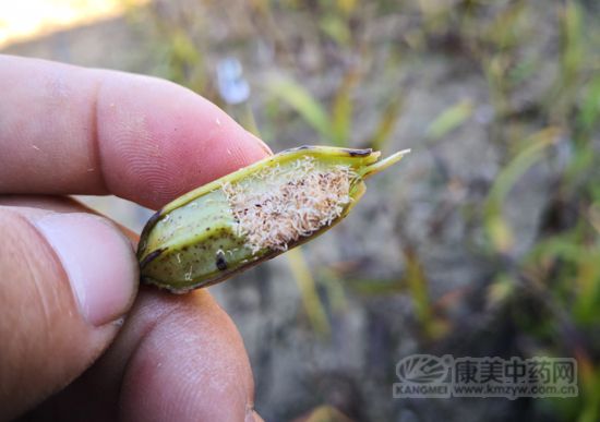 白芨还有种植前景吗,白芨种植前景如何