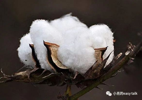 棉面料图,三棉的羽绒服面料是啥意思