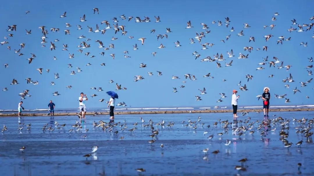自带饭勺的鸟,自带勺子的小鸟
