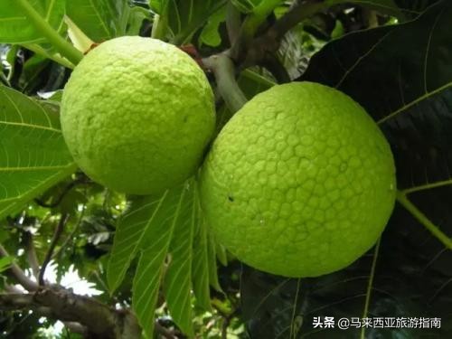 马来西亚那些“奇形怪状”水果