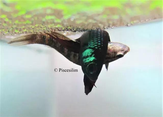 原生资讯｜和平与战争的使者-英贝利斯斗鱼