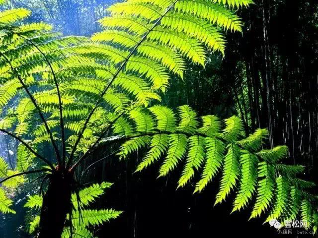 世界珍稀植物红豆杉,红豆杉等珍稀植物自然资源