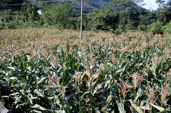 黄山的金凤凰,山沟里的金凤凰湖北