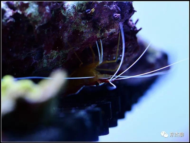 珊瑚鱼缸扁虫怎么处理,珊瑚扁虫怎么繁殖