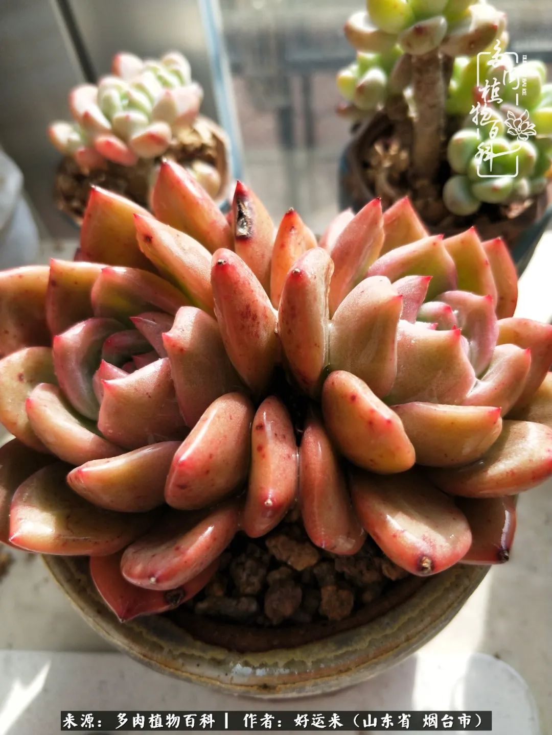 世上怎么会有这么可爱的生物,这世上怎么会有那么可爱的小可爱