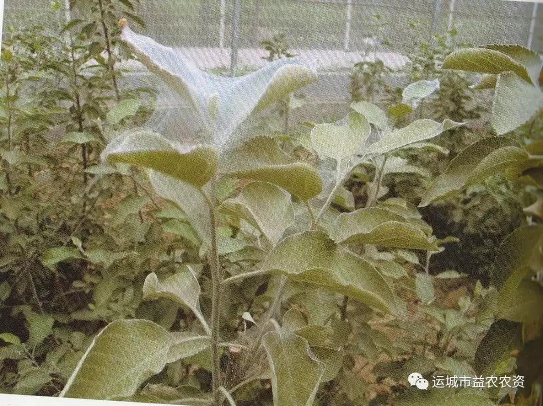 樱桃的常见病虫害及防治方法,樱桃虫害最佳防治方法