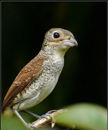 广东常见鸟类图谱和名称图文,东江揽胜鸟类