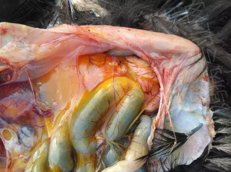 近期鸡病情况,鸡近期高发病