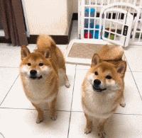 有麒麟臂的女朋友,拥有一个麒麟臂