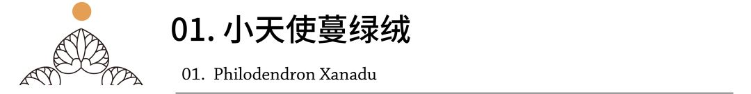 小天使植物养护,小天使植物的养护