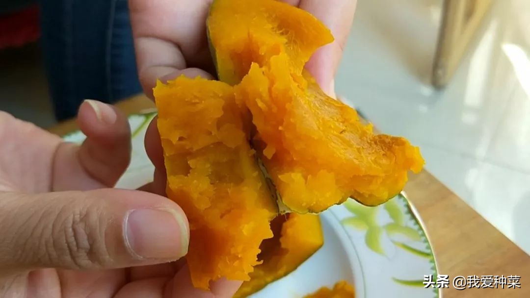 怎么才能种植又大又甜的巨型南瓜,自己家栽培的南瓜绝对好吃无公害