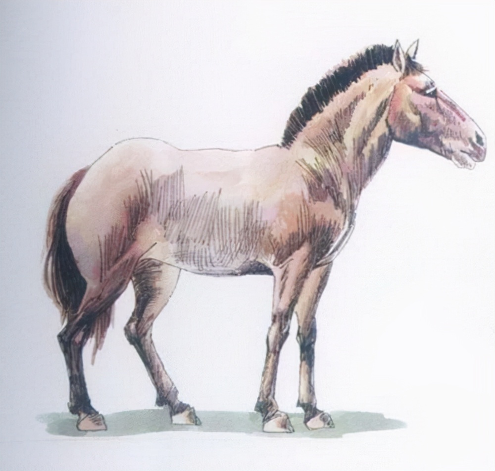 被西方殖民者杀到灭绝的动物,欧洲殖民者灭绝的动物