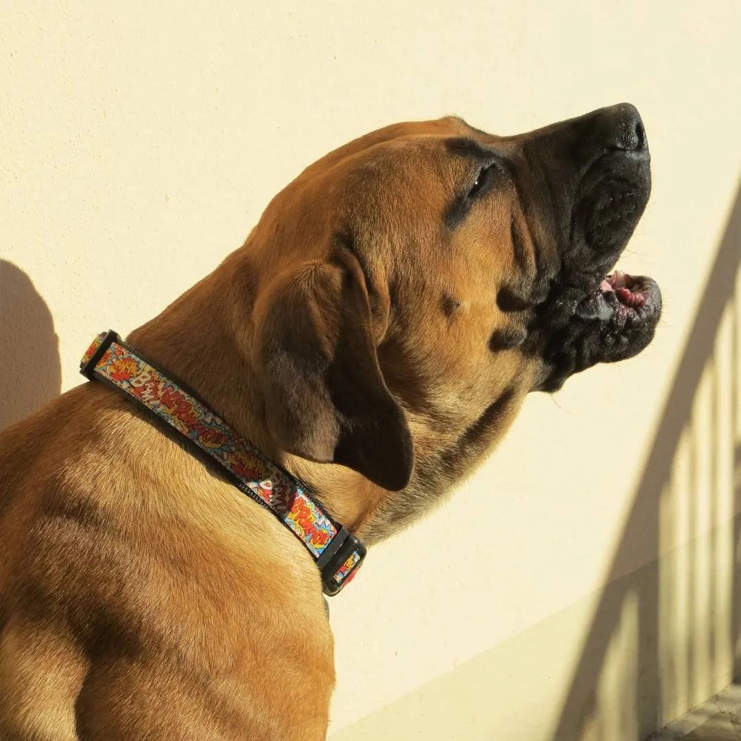 狗狗有人路过乱叫怎么训练,怎么让陌生狗一叫就过来