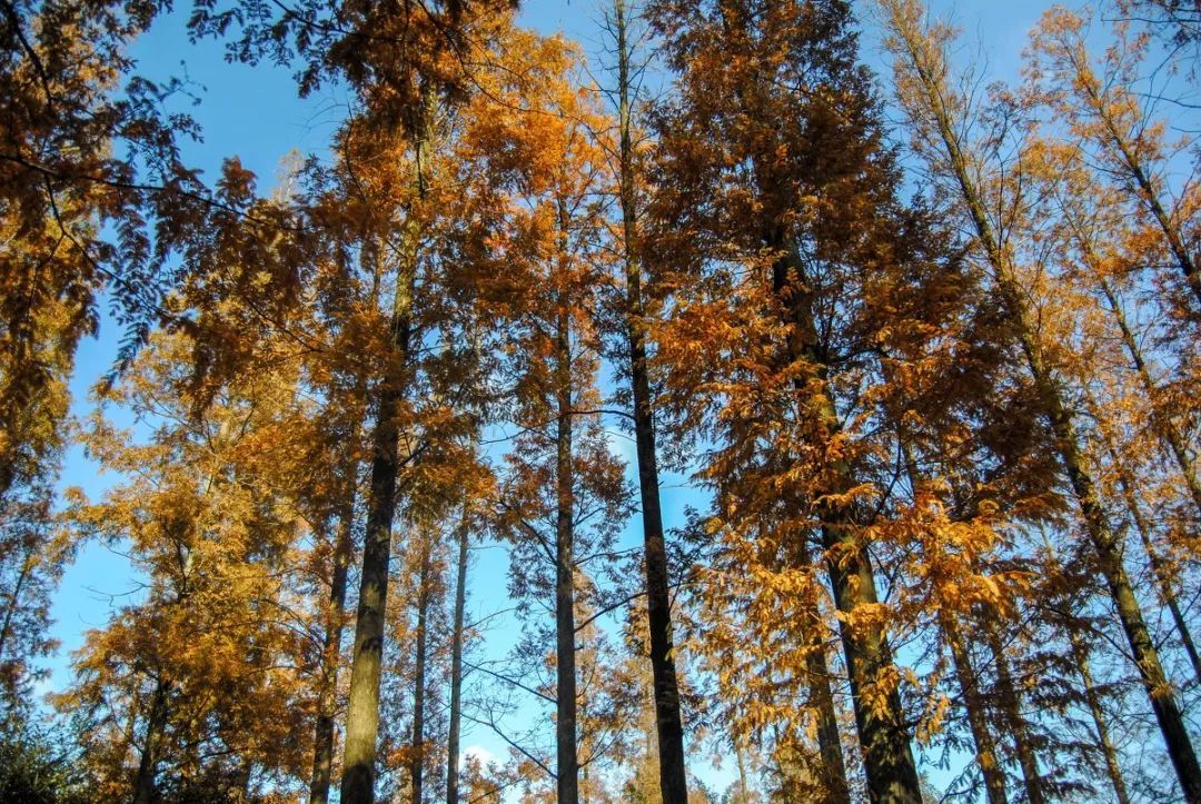 秋天来了,到崇明岛(我国第三大岛)走一圈吧