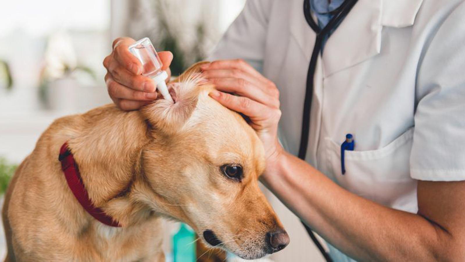 狗体臭味怎么除掉,狗体臭是什么原因怎么治