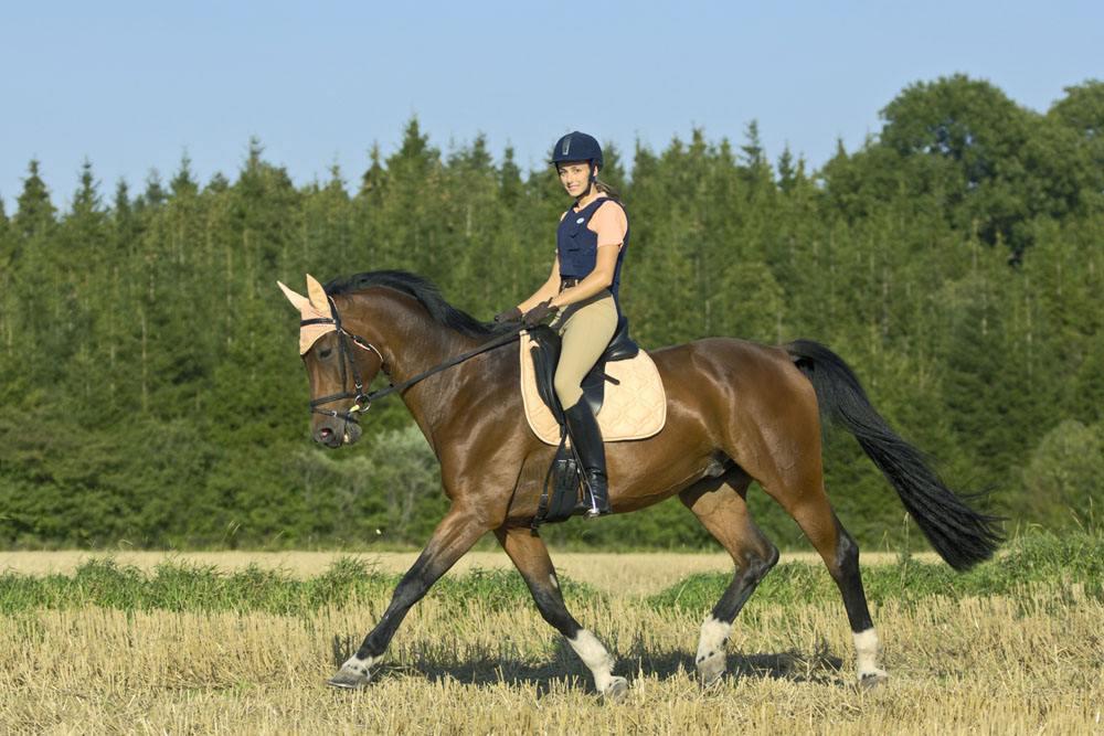 孩子学骑马锻炼哪方面,家长为什么送孩子学骑马