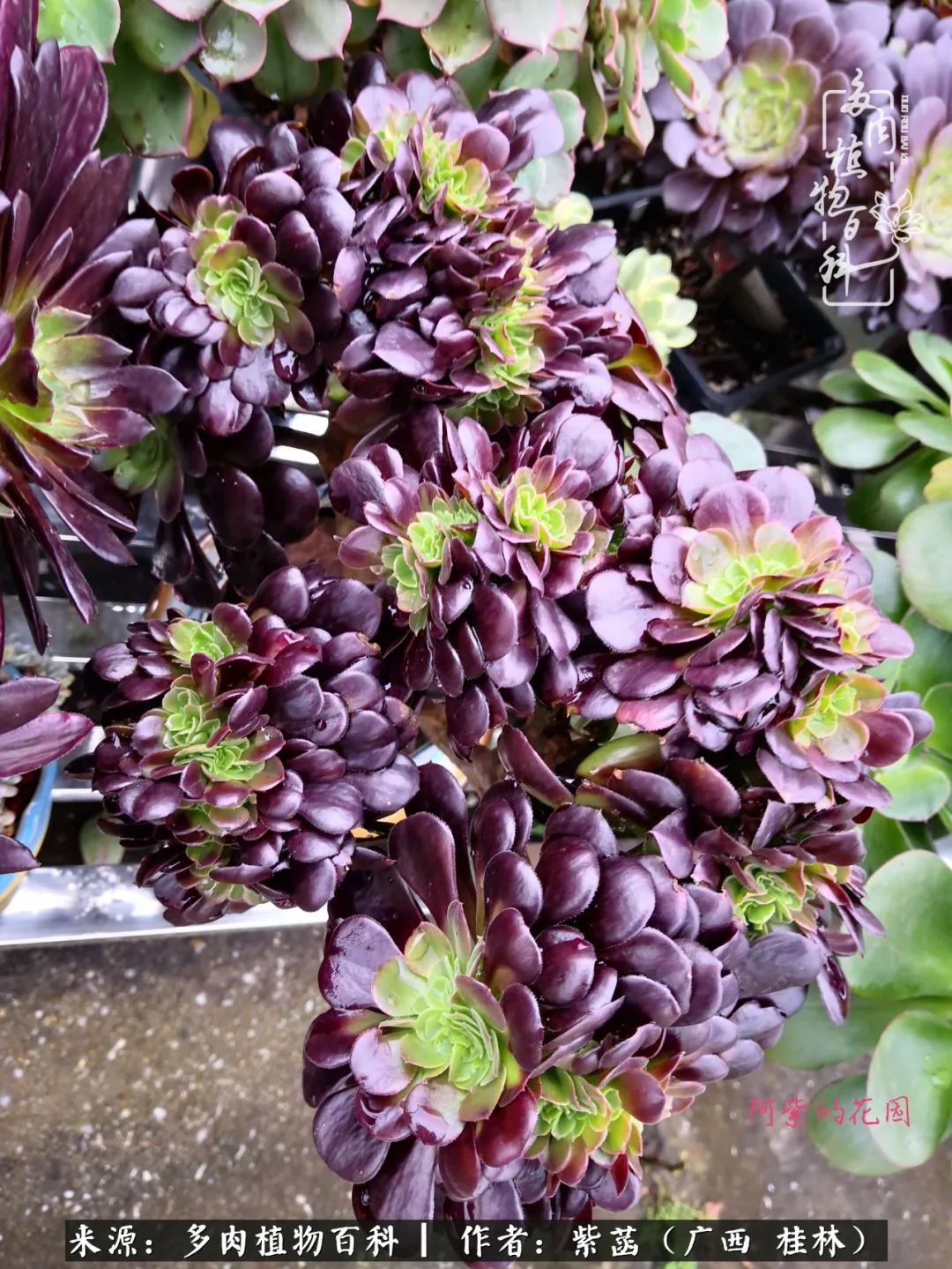 如何在夏天买的多肉度夏,多肉度夏好帮手